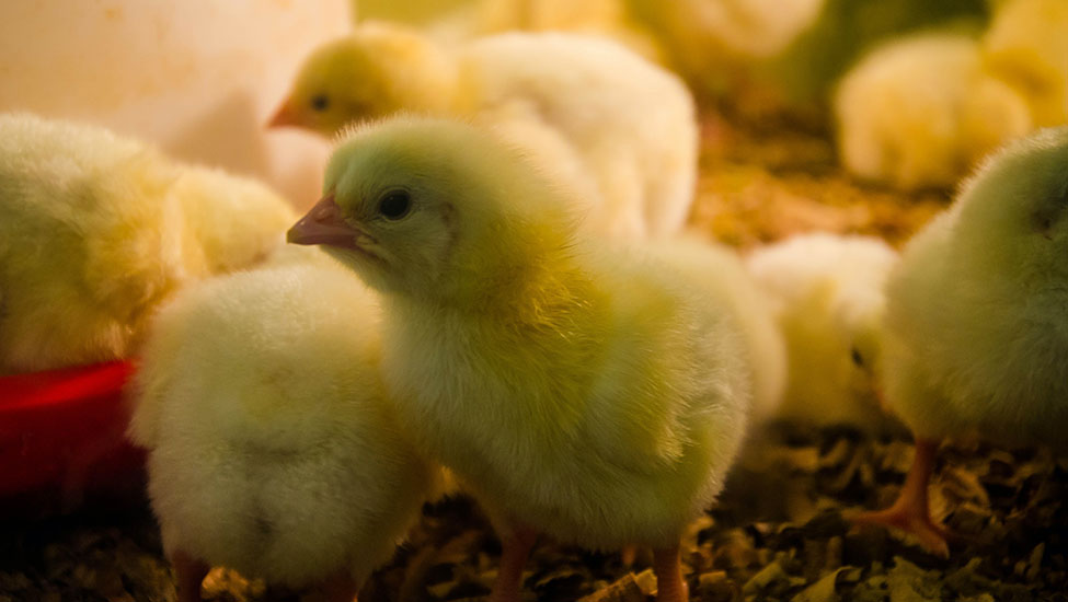 Raising healthy baby chicks requires attention to their nutritional ...