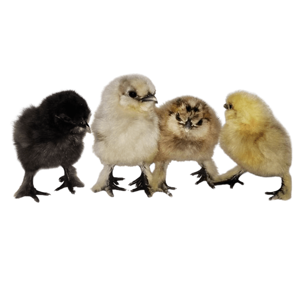 Assorted Silkies SR